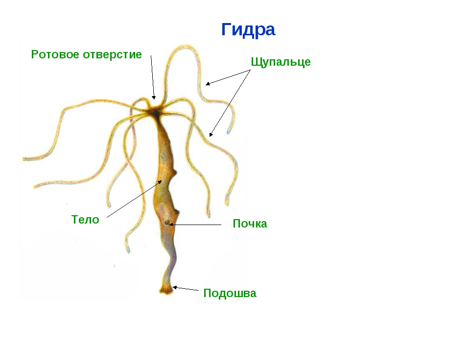 Какая сейчас ссылка на кракен